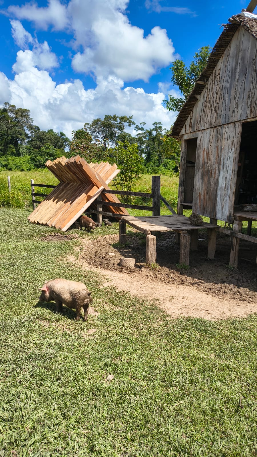 Criação de animais junto à casa