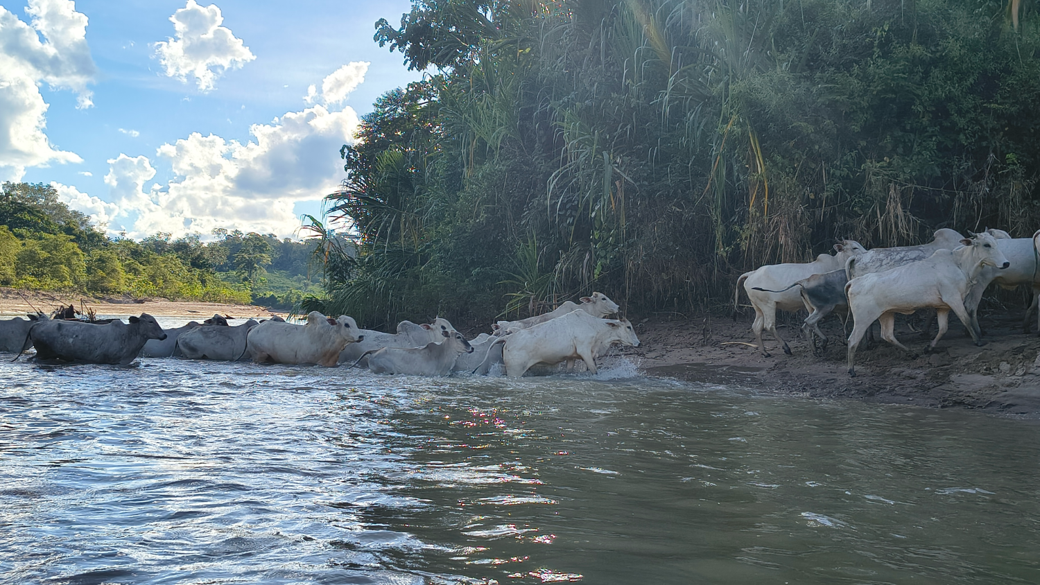 Gado no campo às margens do rio, com canoas atracadas