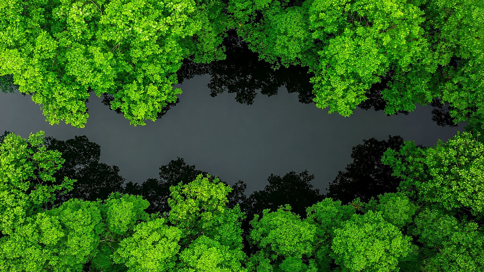 Vista aérea de um igarapé escuro entre a copa densa da floresta