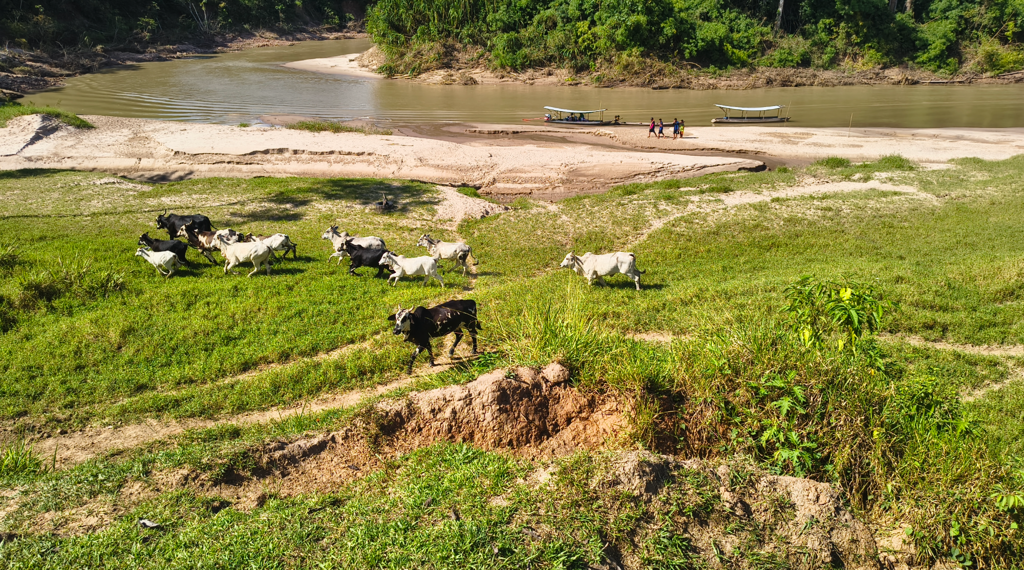 Gado no campo às margens do rio, com barcos atracados na praia